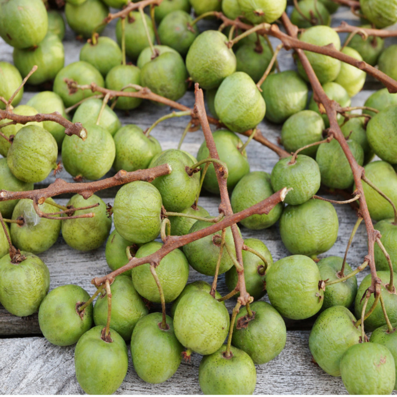 Potatoes, Kiwi variety: description, photo, reviews 15 Potatoes, Kiwi variety: description, photo, reviews 63